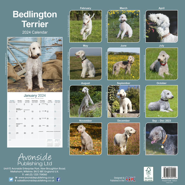 2024 Bedlington Terrier Wall Calendar (Online Exclusive)