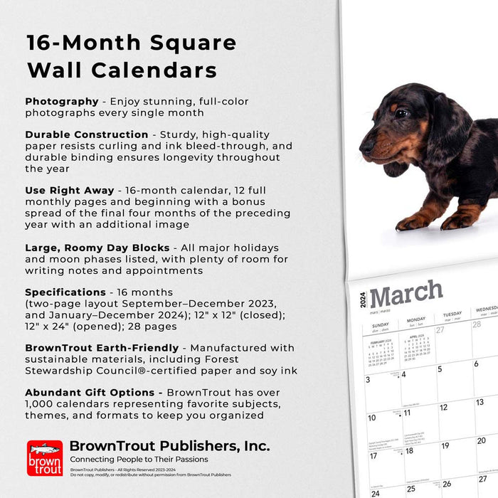 2024 Dachshund Puppies Wall Calendar