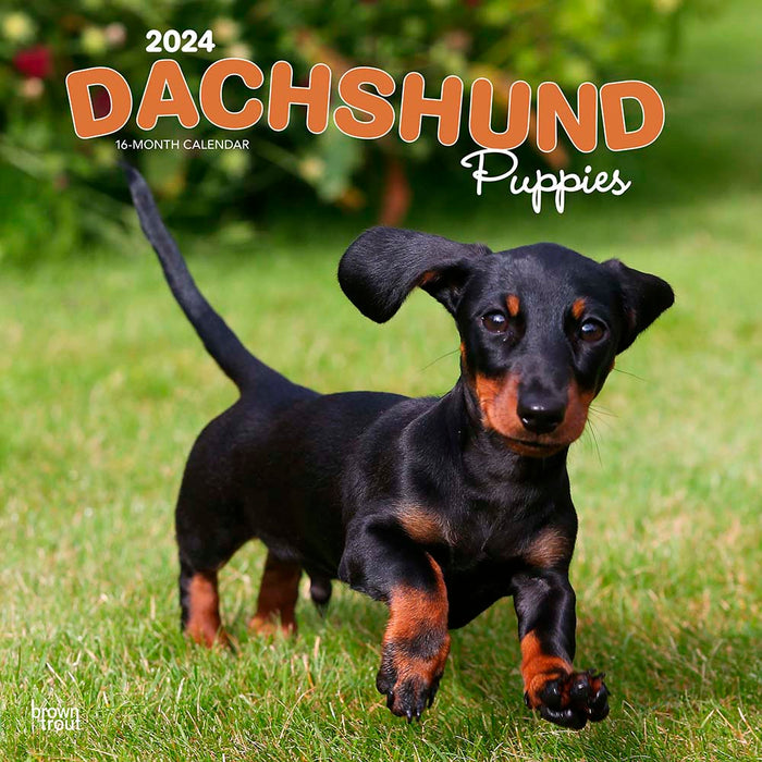 2024 Dachshund Puppies Wall Calendar