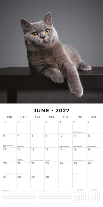 British Shorthaired Cat 2027 Square Wall Calendar