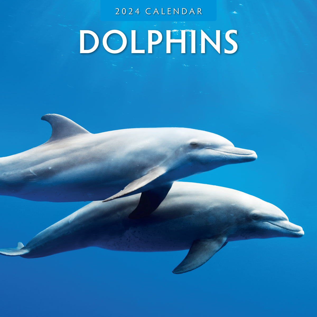 2024 Dolphins Wall Calendar — Calendar Club