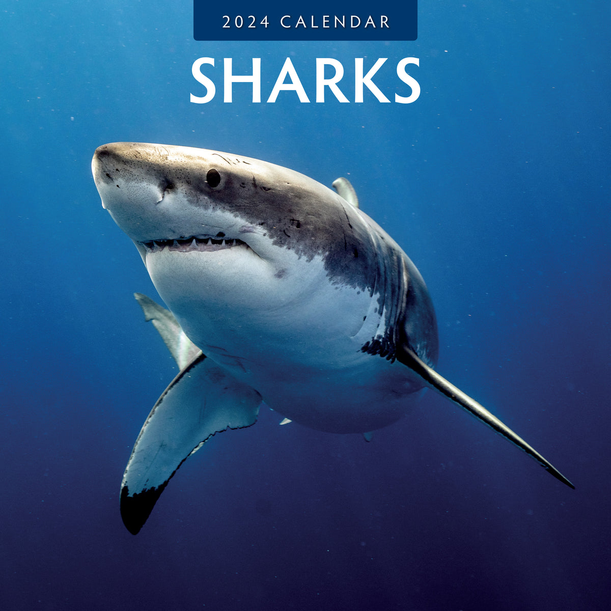 2024 Sharks Wall Calendar — Calendar Club