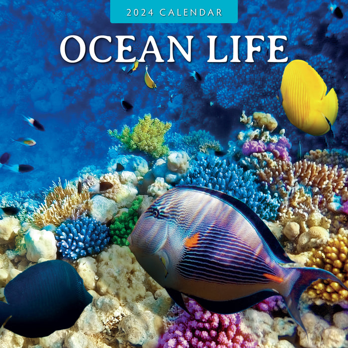 2024 Ocean Life Wall Calendar