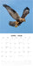 Birds of Prey 2026 Square Wall Calendar