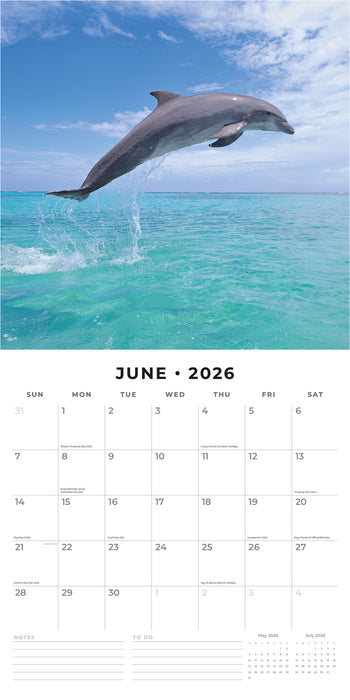 Dolphins 2026 Square Wall Calendar