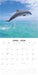 Dolphins 2026 Square Wall Calendar