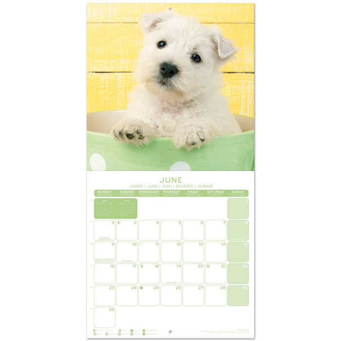 2025 Dogs Wall Calendar