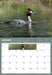 Birds of Aotearoa 2027 Wall Calendar