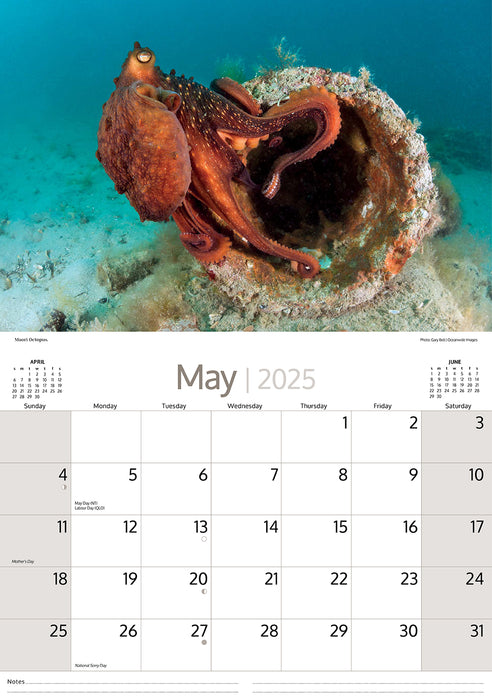 2025 Australian Marine Life Wall Calendar