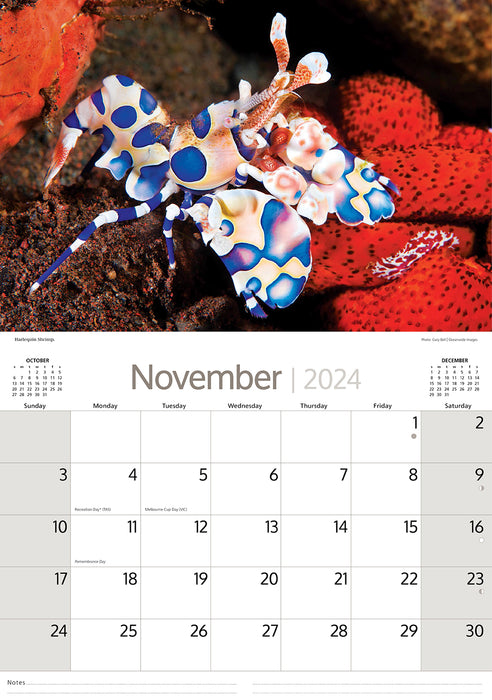 2024 Australian Marine Life Wall Calendar