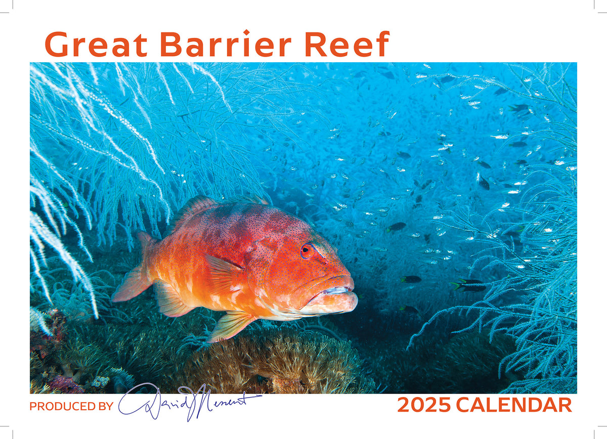 Calendar Club 2025 Great Barrier Reef Wall Calendar