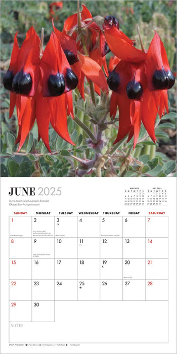 2025 Australian Wildflowers Mini Wall Calendar