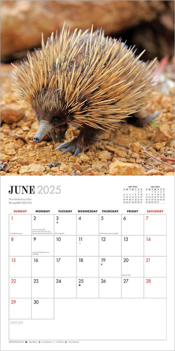 2025 Australian Wildlife Mini Wall Calendar by  Browntrout Publishers Australia from Calendar Club