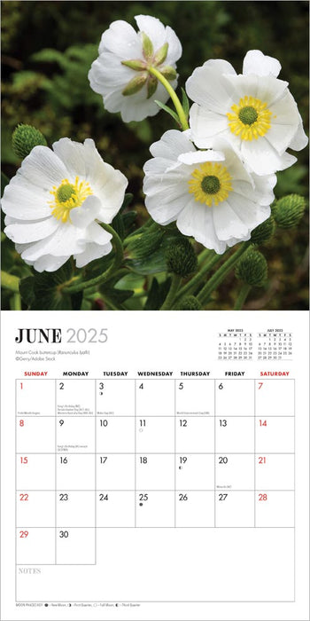 2025 New Zealand Native Flowers Mini Wall Calendar by  Browntrout Publishers Australia from Calendar Club