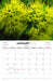 Australian Wildflowers S Parish 2026 A4 Wall Calendar