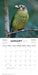 Australian Birds S Parish 2026 Mini Wall Calendar