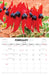 Australian Wildflowers by Steve Parish 2027 Wall Calendar