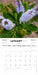 New Zealand Native Flowers 2027 Mini Wall Calendar