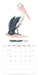 Birds of Australia Jeremy Boot 2027 Square Wall Calendar