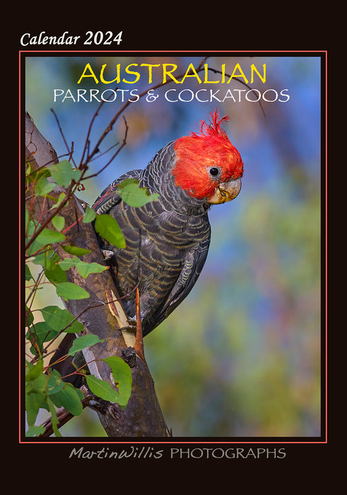 2024 Australian Parrots and Cockatoos Wall Calendar