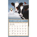 Cows Cows Cows Special Edition 2027 Large Wall Calendar