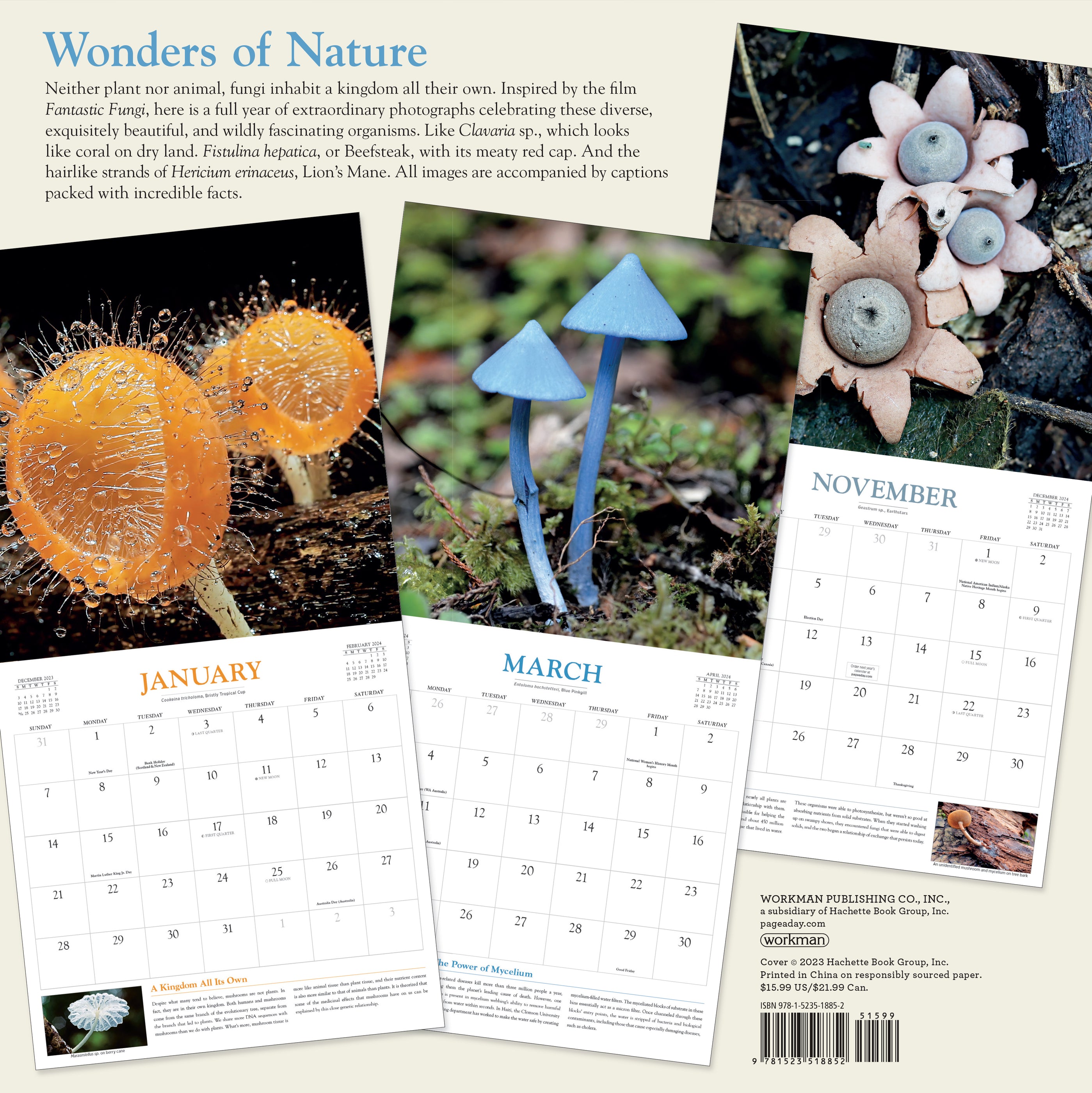 2024 Fantastic Fungi Wall Calendar — Calendar Club