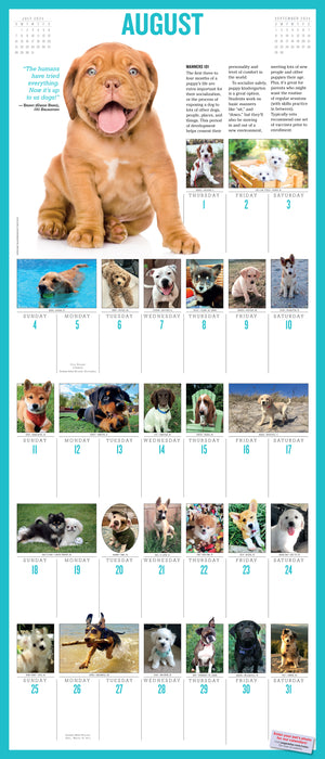 2024 365 Puppies Wall Calendar