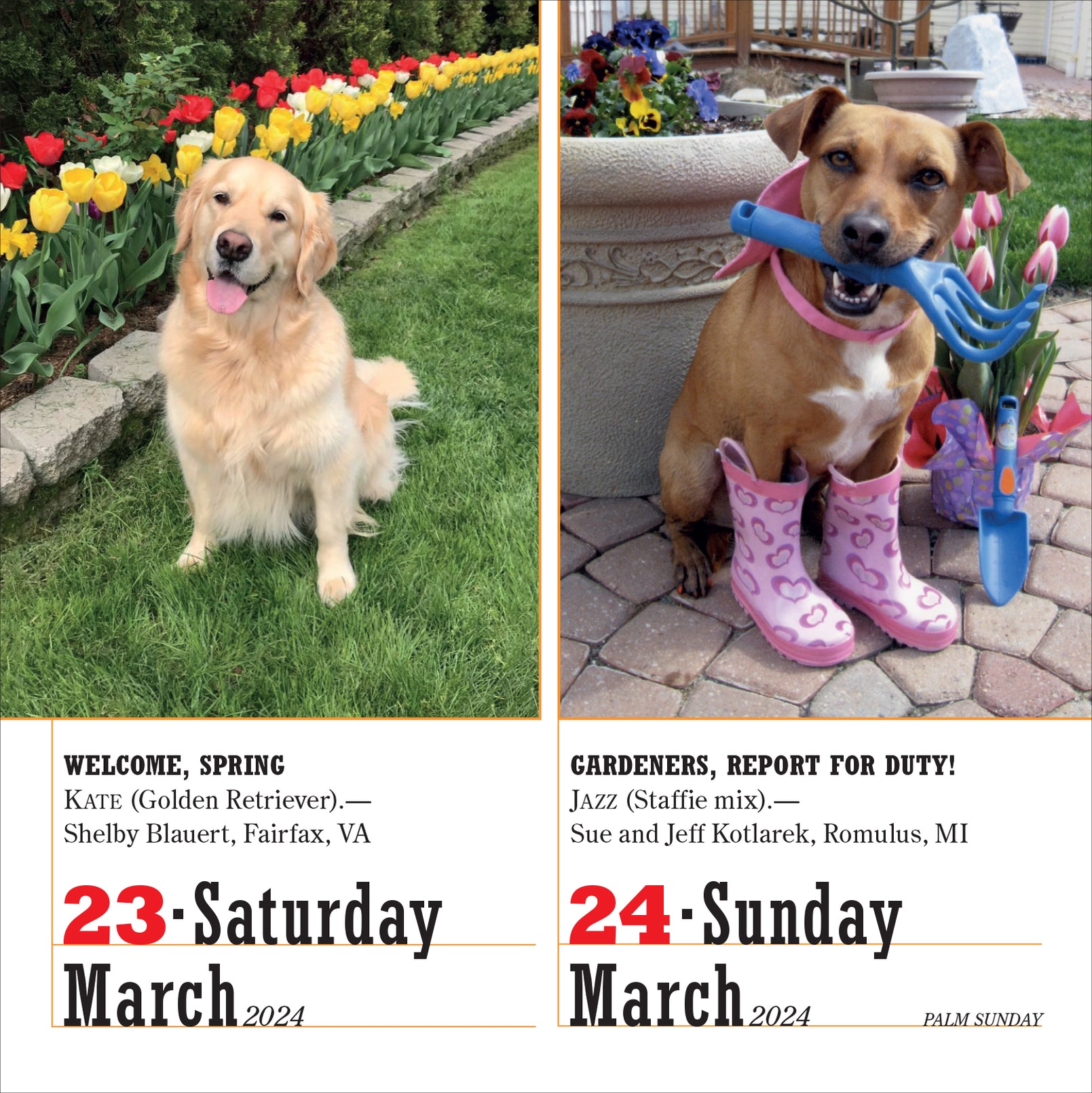 2024 365 Dogs PageADay — Calendar Club