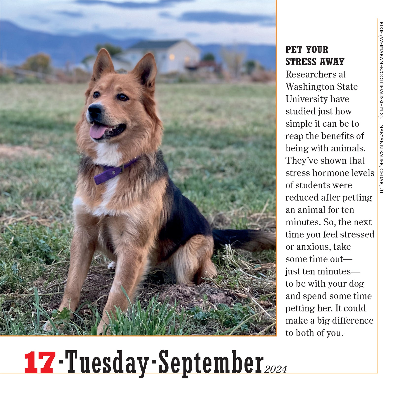 2024 365 Dogs PageADay — Calendar Club