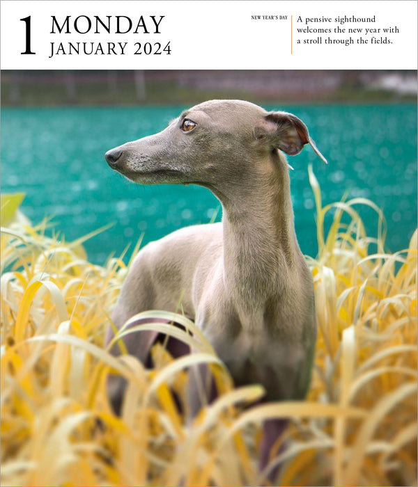 2024 Dog Refill Pack PageADay Gallery Exclusive) — Calendar Club