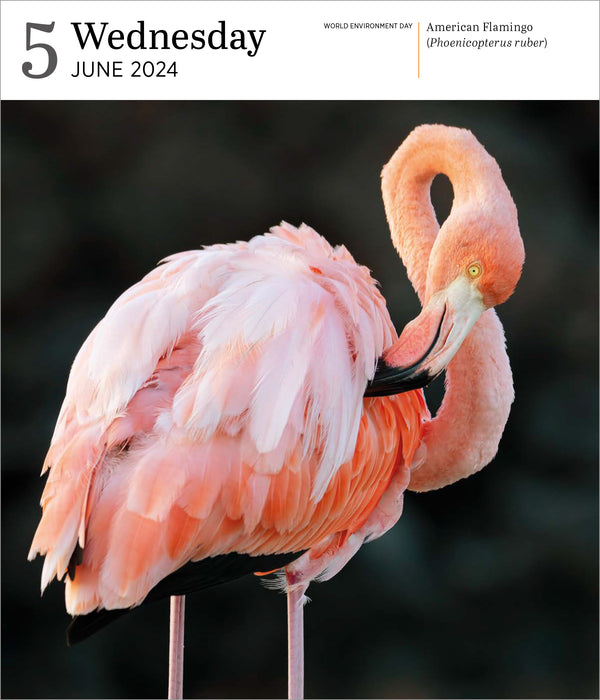 2024 Audubon Birds Page-A-Day Gallery (Online Exclusive)