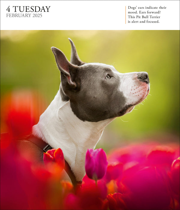 2025 Dog Page-A-Day Gallery Calendar