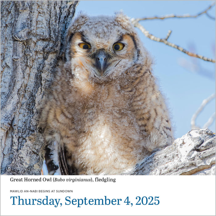 2025 Audubon Birds Page-A-Day Calendar