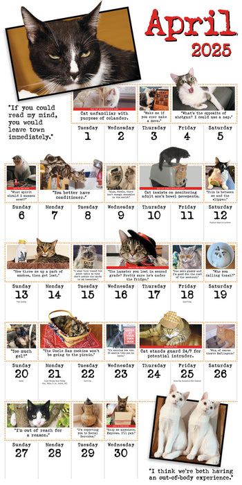 2025 Bad Cat Wall Calendar