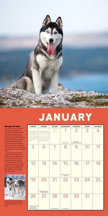 2025 How to Speak Dog Wall Calendar