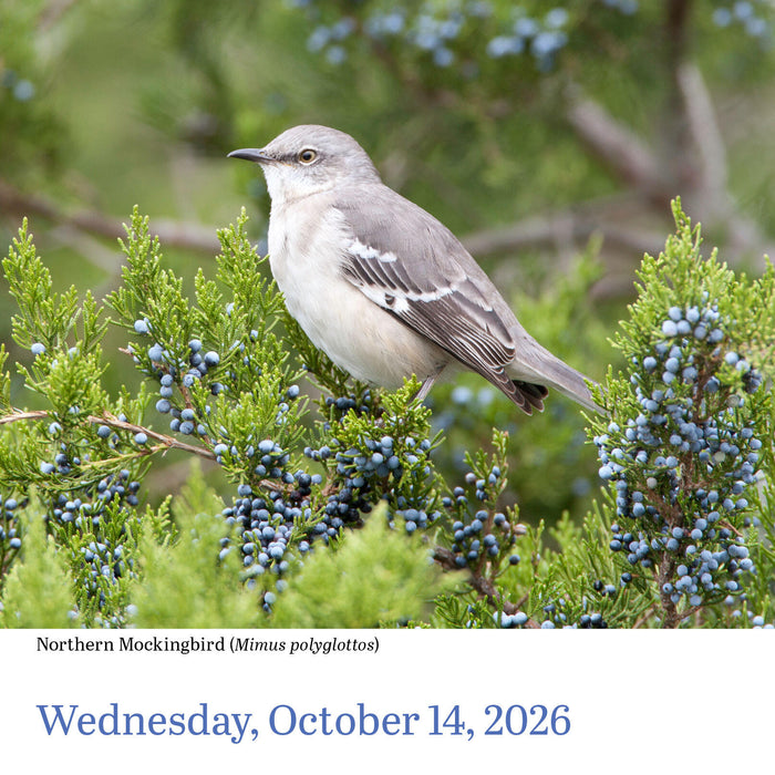 Audubon Birds 2026 Page-A-Day Calendar