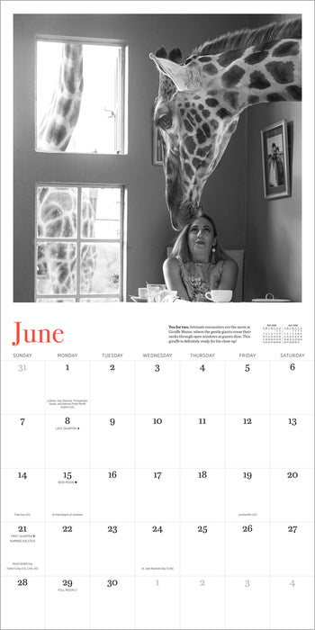 Giraffe Manor 2026 Square Wall Calendar (Online Exclusive)