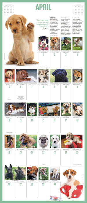 365 Puppies a Year Picture A Day 2026 Square Wall Calendar