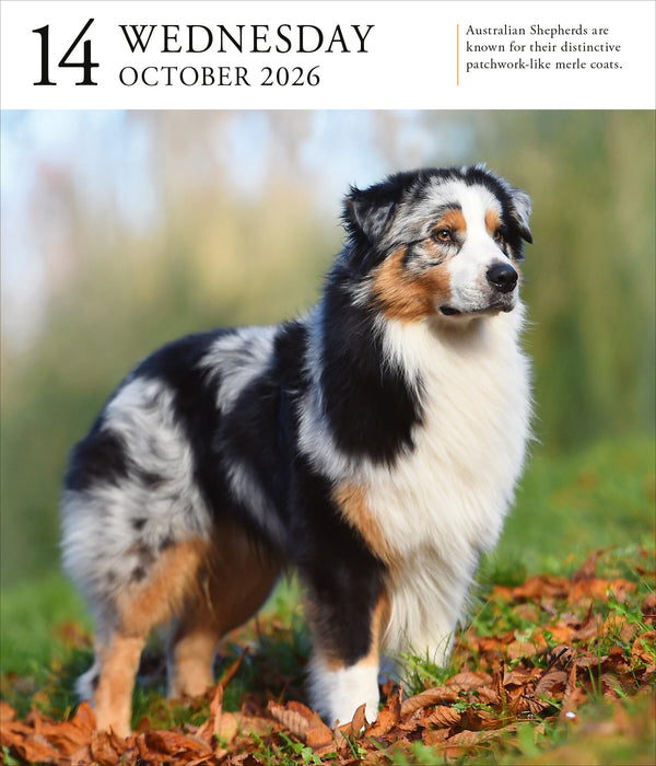 Dog Gallery 2026 Page-A-Day Calendar