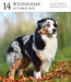 Dog Gallery 2026 Page-A-Day Calendar