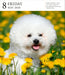 Dog Gallery 2026 Page-A-Day Calendar