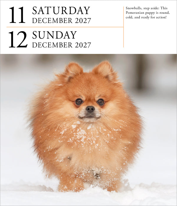 Dog Gallery 2027 Page-A-Day Calendar