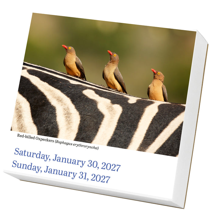 Audubon Birds 2027 Page-A-Day Calendar