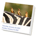 Audubon Birds 2027 Page-A-Day Calendar