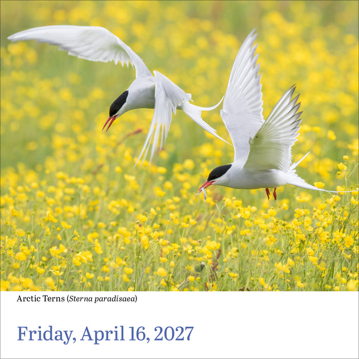 Audubon Birds 2027 Page-A-Day Calendar