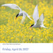 Audubon Birds 2027 Page-A-Day Calendar