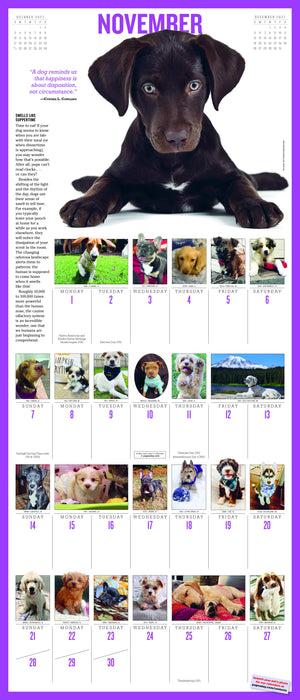 365 Puppies a Year Picture A Day 2027 Large Wall Calendar