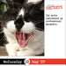Bad Cat 2027 Page-A-Day Calendar