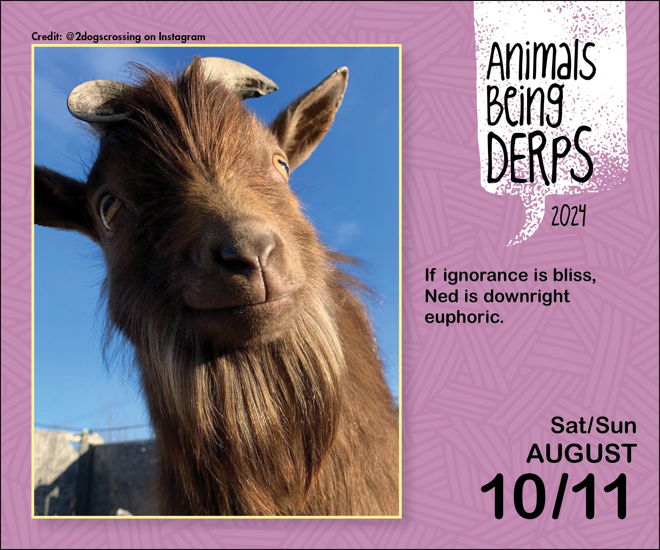 2024 Animals Being Derps PageADay — Calendar Club