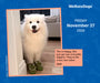 We Rate Dogs 2026 Page-A-Day Calendar